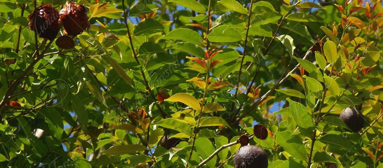 El El cascarillo - Lafoensia punicifolia -