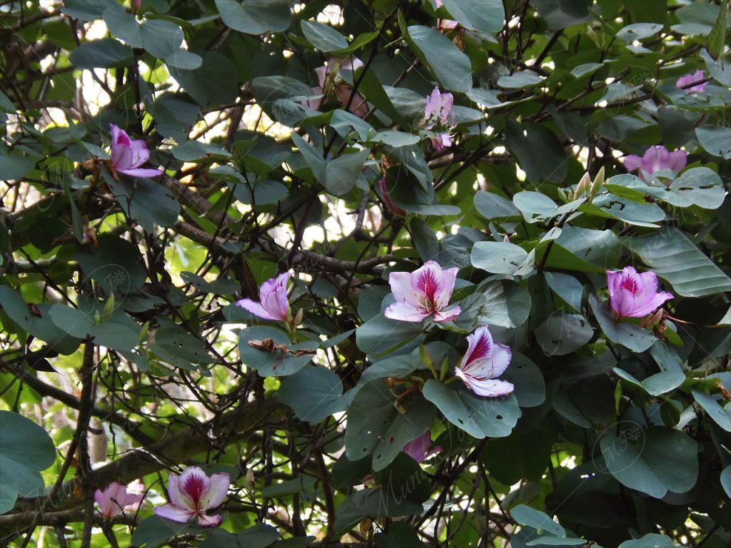 Casco de venado - Bauhinia variegata -