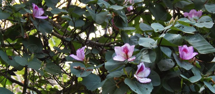 Casco de venado - Bauhinia variegata -