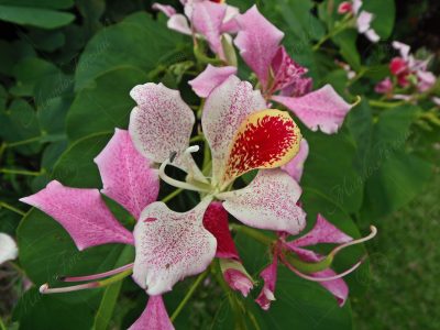 Monandra - Bauhinia monandra -