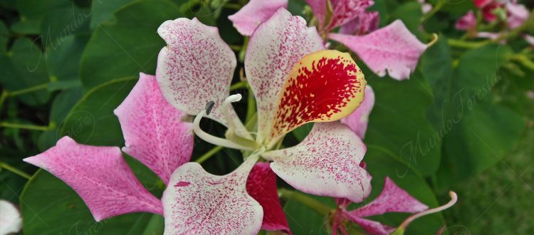 Monandra - Bauhinia monandra -
