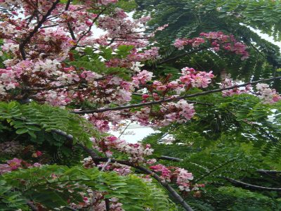 Casia de Java - Cassia javanica -