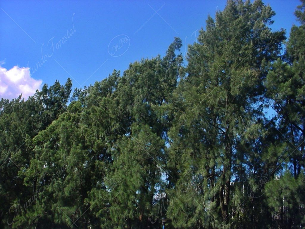 Casuarina - Casuarina equisetifolia y Casuarina cunninghamiana