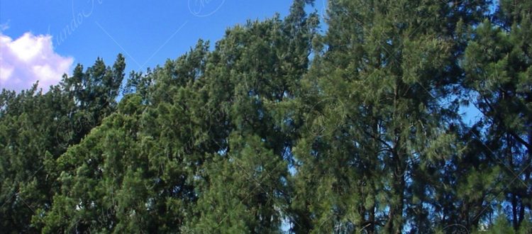 Casuarina - Casuarina equisetifolia y Casuarina cunninghamiana