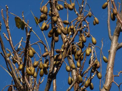 El cedro amargo - Cedrela odorata -