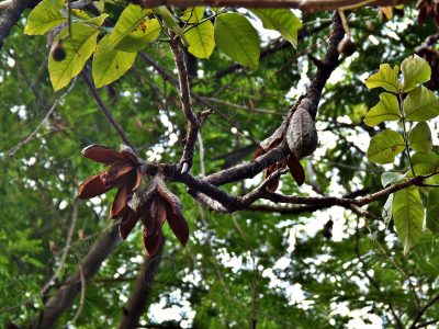 El cedro bateo - Cedrela salvadorensis -