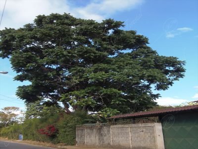 Cedro dulce - Cedrela tonduzii -