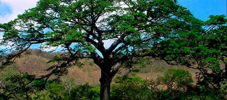 La ceiba - Ceiba pentandra -