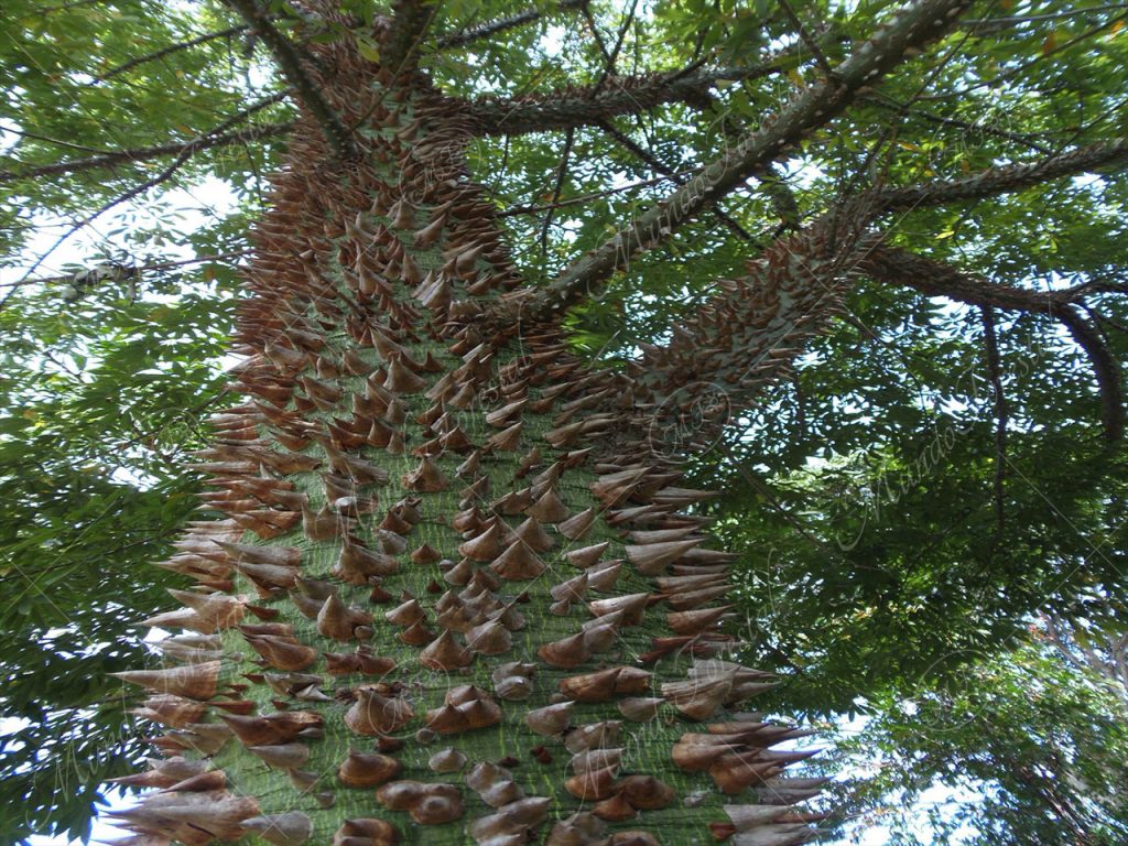 La ceiba pochote - Ceiba speciosa -