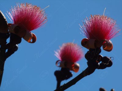El ceibo rosado - Pseudobombax ellipticum -