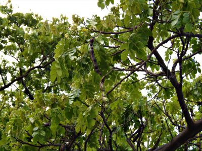 El cenízaro o genízaro - Samanea saman -