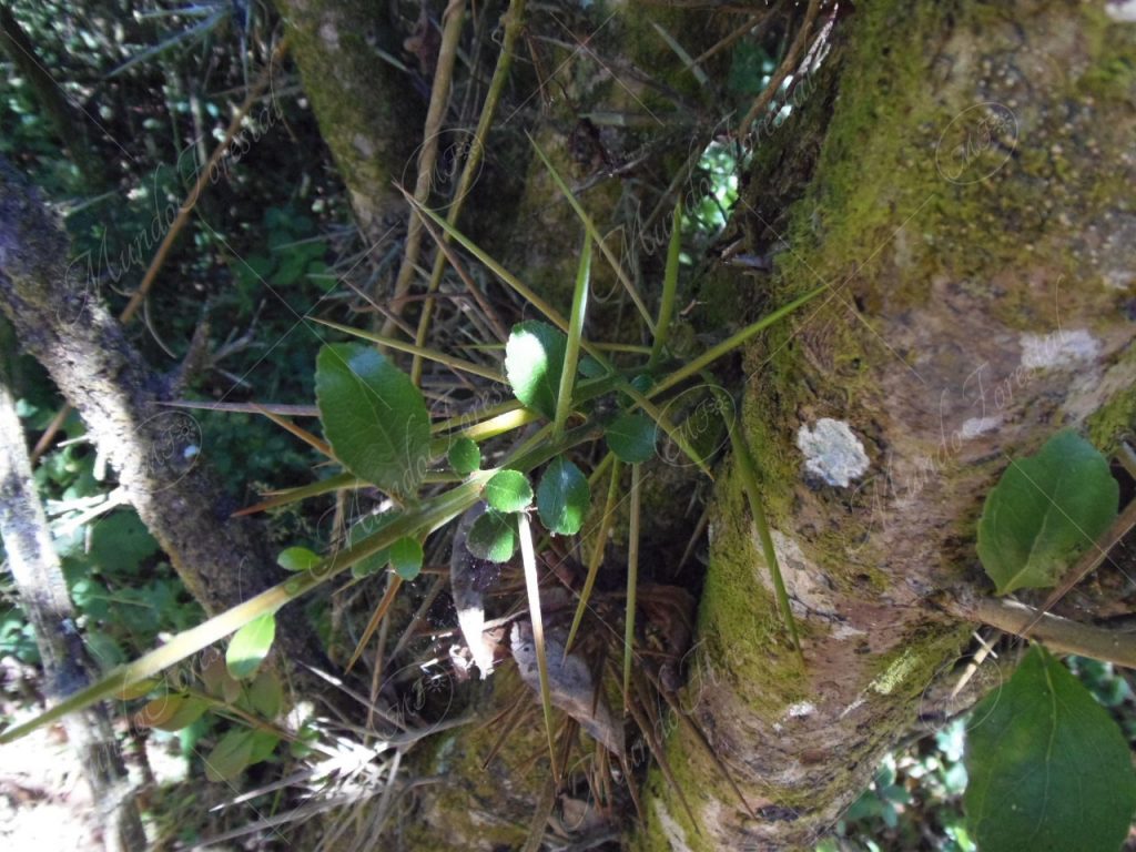 El cerillo o cafecillo - Xylosma sp. -