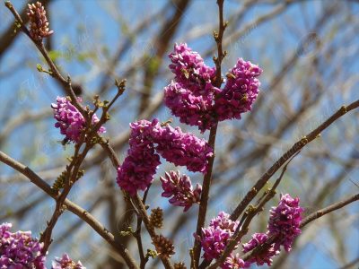 Chaperno negro - Lonchocarpus salvadorensis