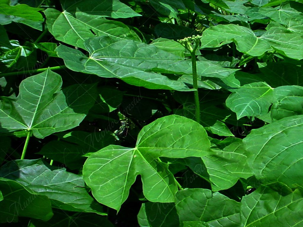 Chaya o espinaca maya