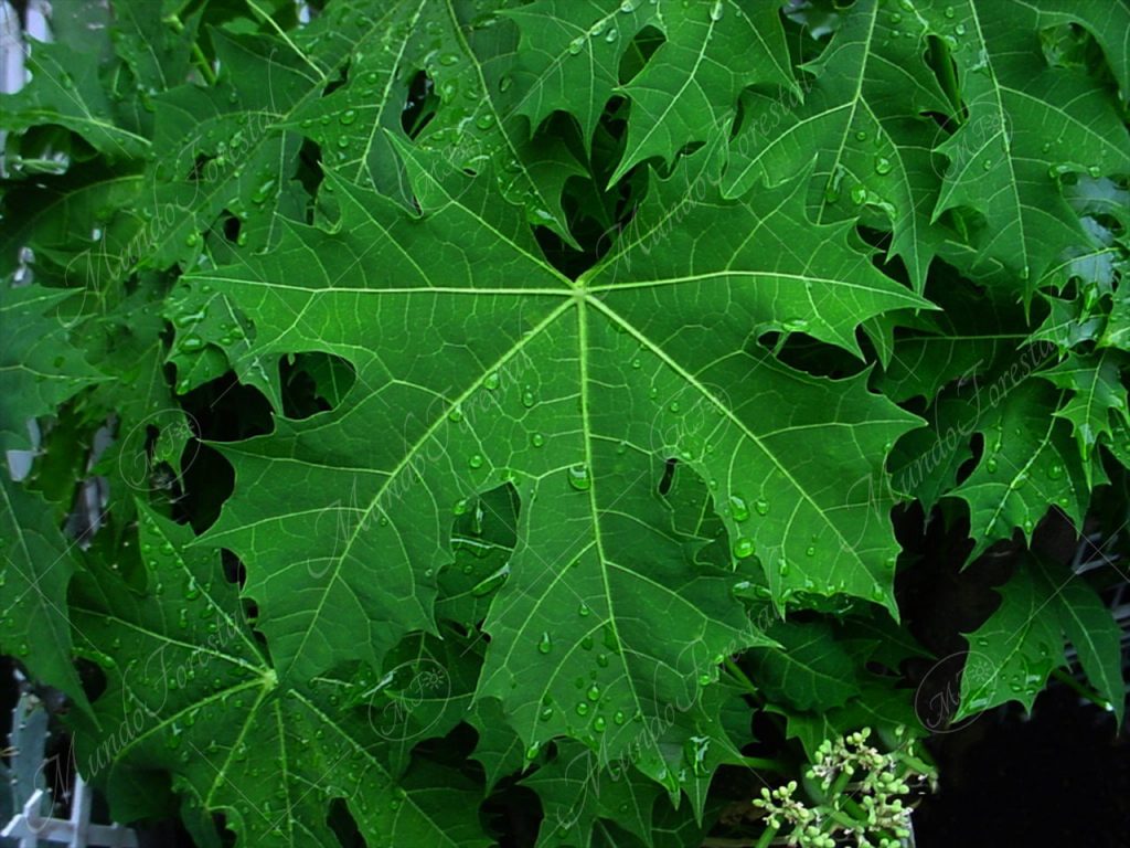 Chicasquil Cnidoscolus aconitifolius