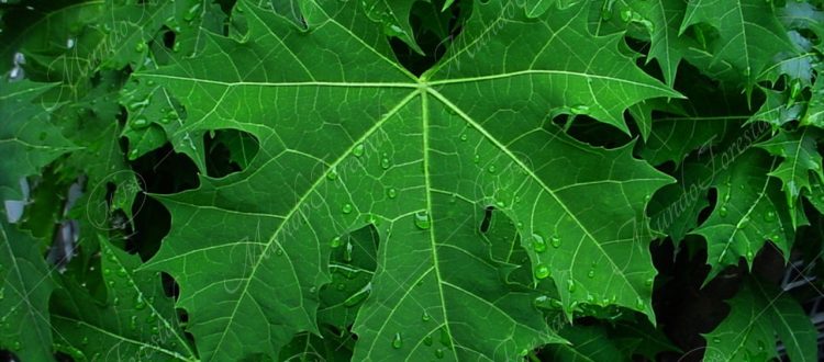 Chicasquil Cnidoscolus aconitifolius