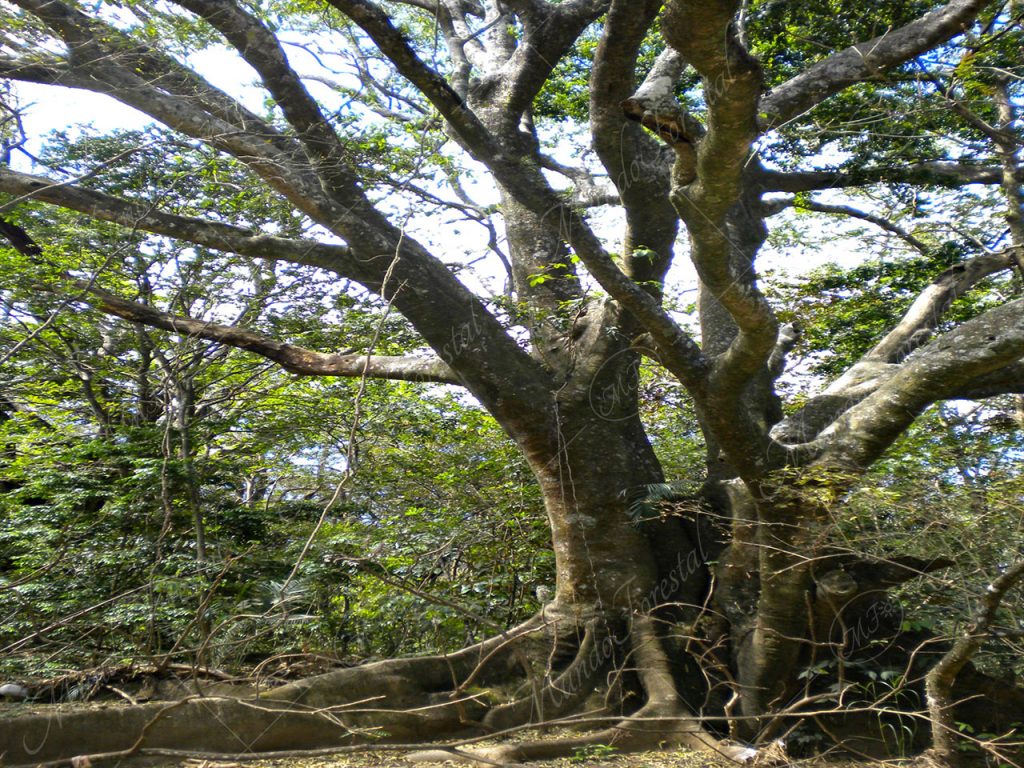 El chilamate de río - Ficus insipida -