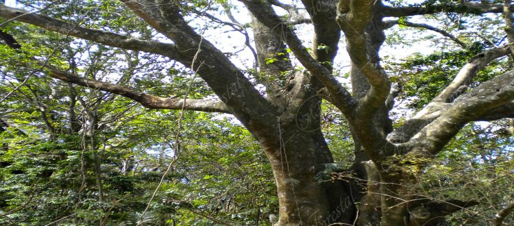 El chilamate de río - Ficus insipida -
