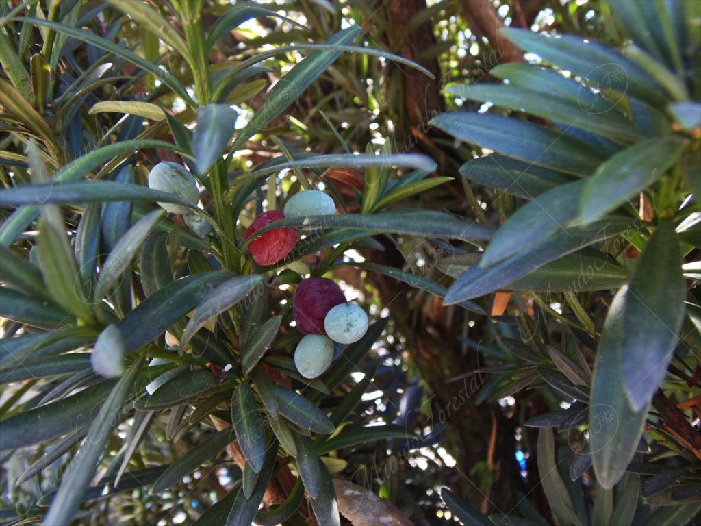 Ciprecillo o podocarpus