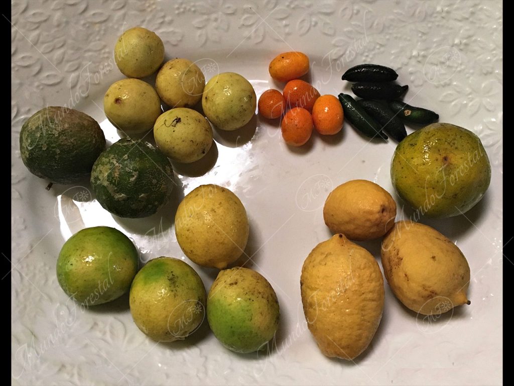 Cítricos