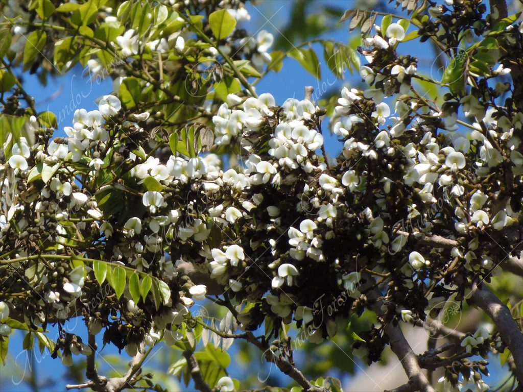 Cocobolo - Dalbergia retusa -