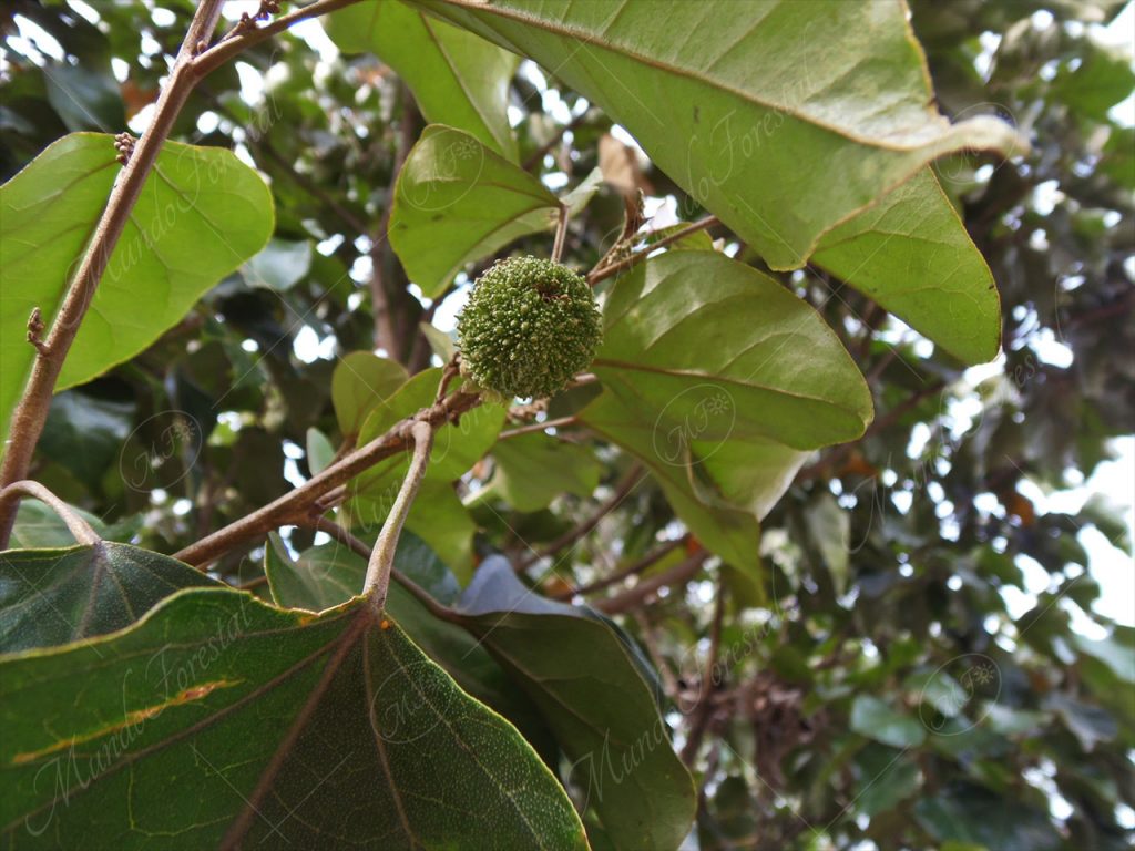 Colpachí