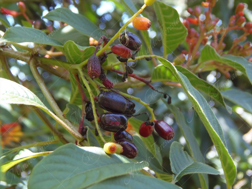 Coralillo - Hamelia patens