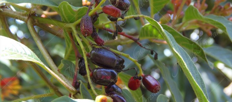 Coralillo - Hamelia patens