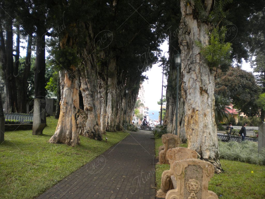Corcho australiano