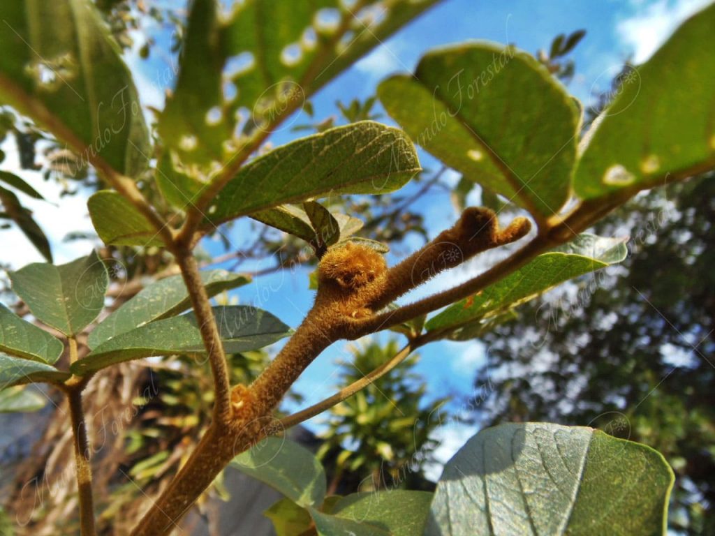 El corteza amarilla - Handroanthus ochraceus -