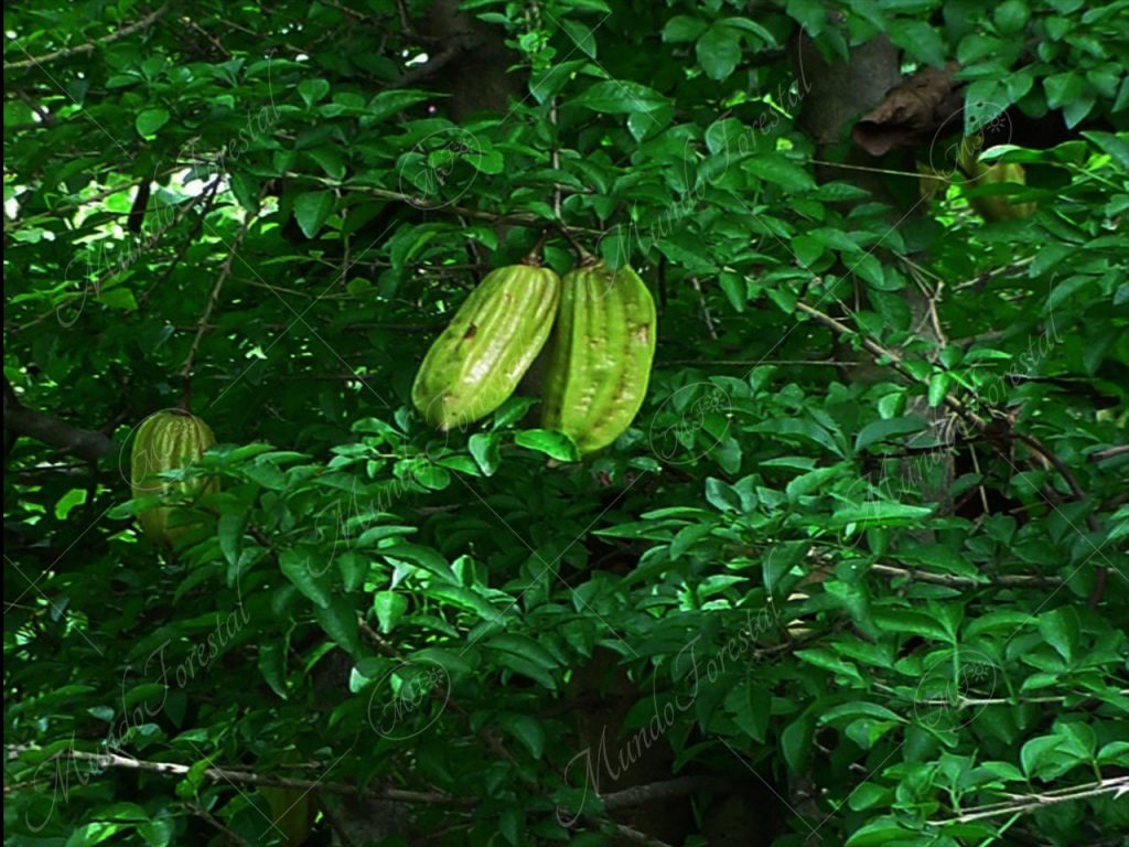 El cuajilote o pepino de árbol - Parmentiera aculeata -