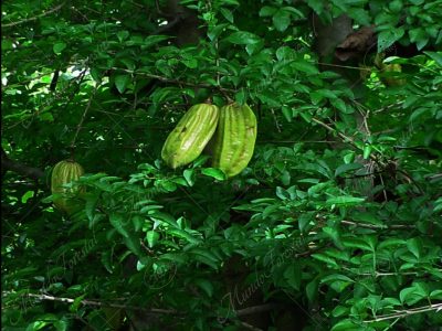 El cuajilote o pepino de árbol - Parmentiera aculeata -