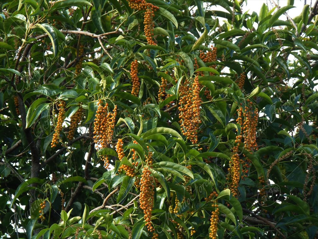 dama - Citharexylum donnell-smithii