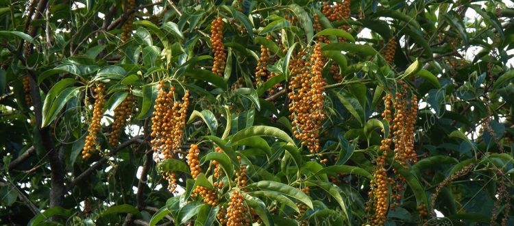 dama - Citharexylum donnell-smithii