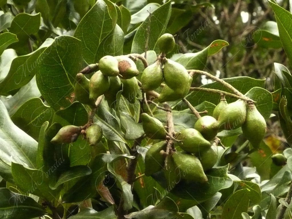 Danto