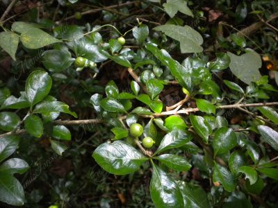 Espino crucilla - Randia aculeata -