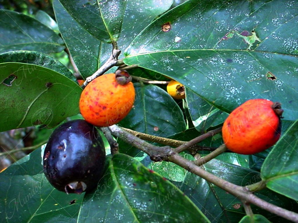 Fruta de pava