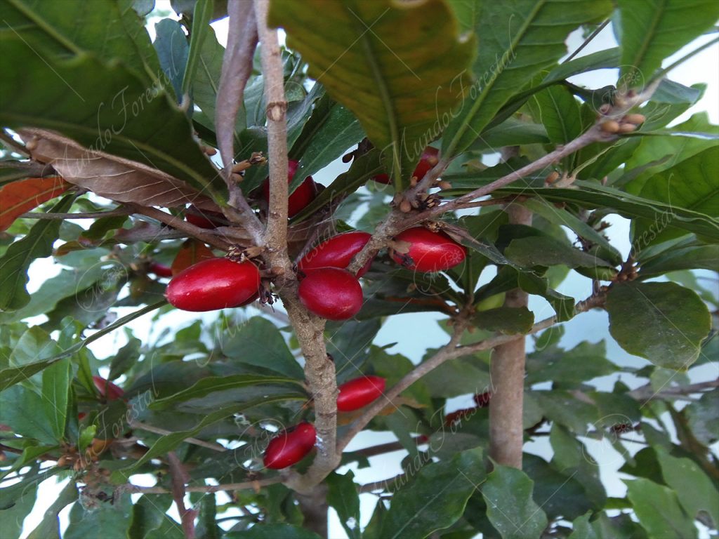 La fruta milagrosa - Synsepalum dulcificum