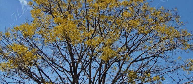 Gallinazo - Schizolobium parahyba -