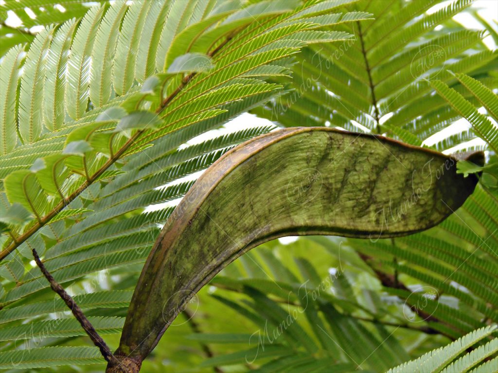 El gavilán - Pentaclethra macroloba -