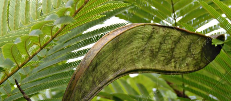El gavilán - Pentaclethra macroloba -