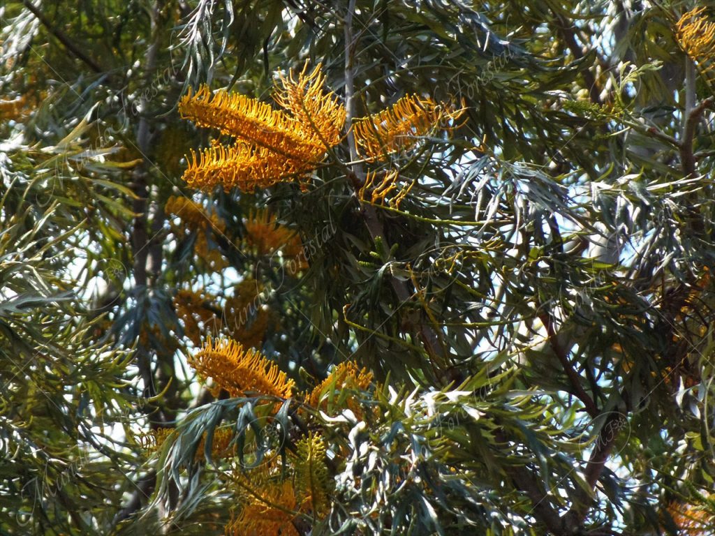 gravilia - Grevillea robusta -