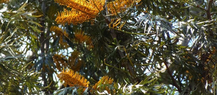 gravilia - Grevillea robusta -