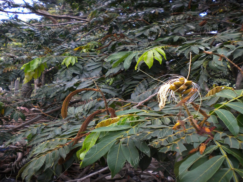 Guaba