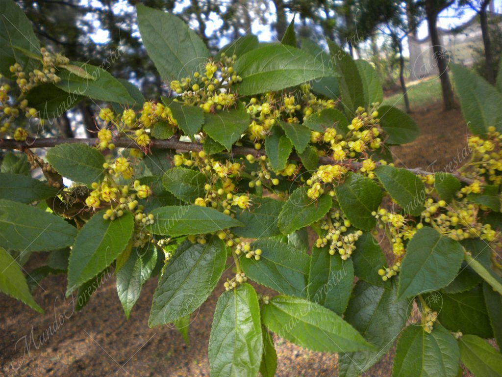 Guácimo Guazuma ulmifolia
