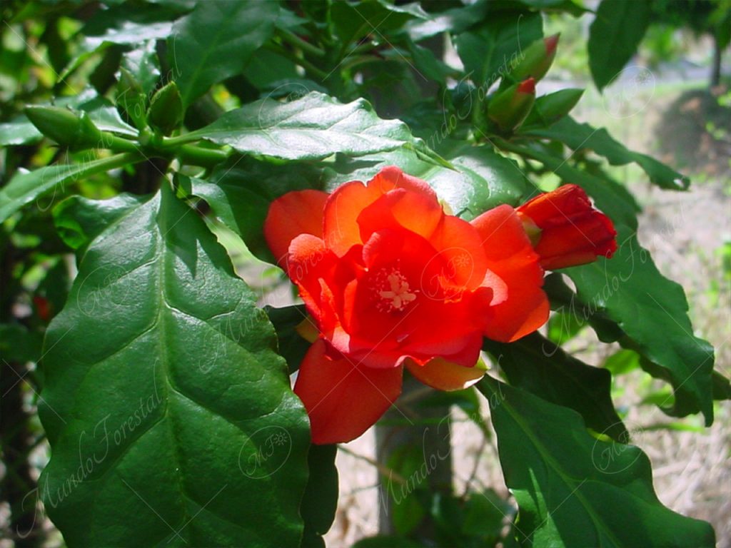 Guamacho o rosa del desierto