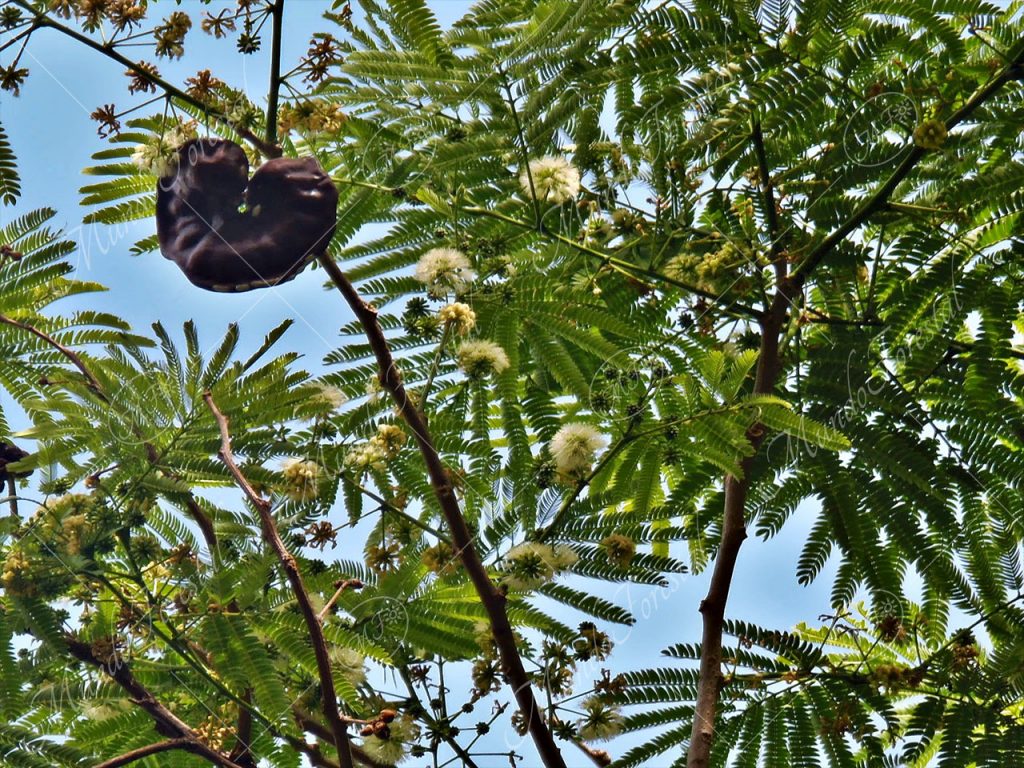 Guanacaste - Enterolobium cyclocarpum -