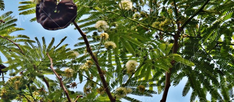 Guanacaste - Enterolobium cyclocarpum -