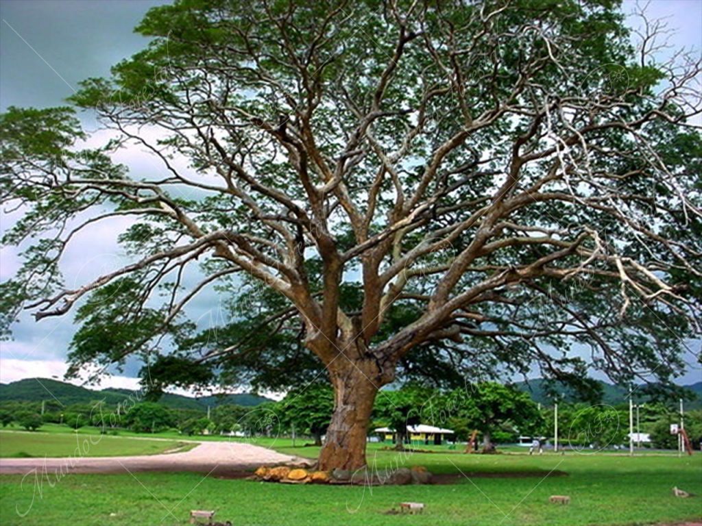 Guanacaste blanco