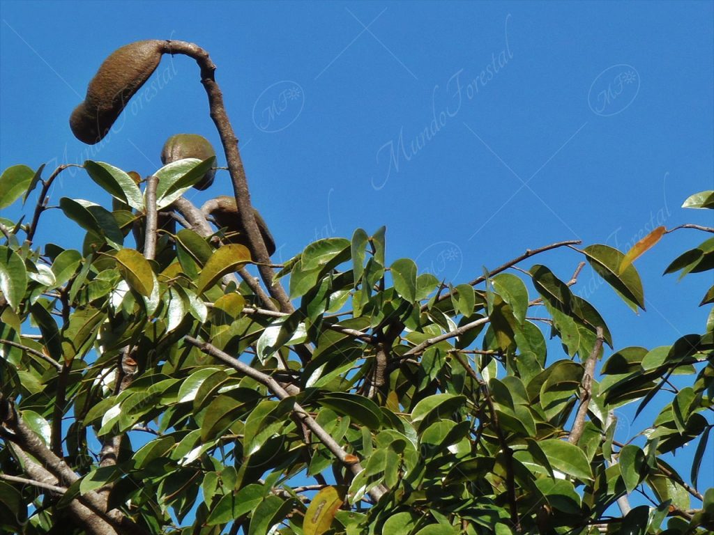 El guapinol - Hymenaea courbaril -